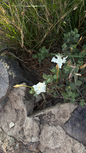 plateau rocktrumpet
