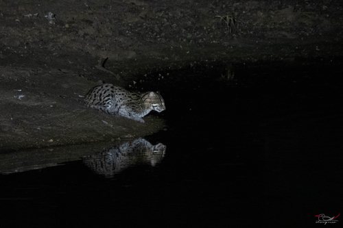 Fishing Cat