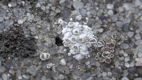 Myriolecis albescens