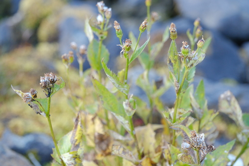 Senecio triangularis observed 2026-10-06