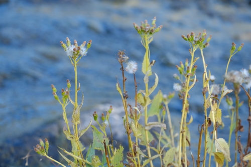 Senecio triangularis observed 2026-10-06
