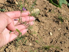 Vicia peregrina