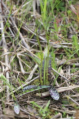 Dactylorhiza maculata