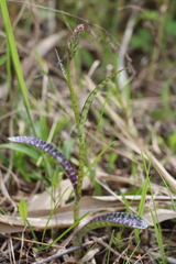 Dactylorhiza maculata