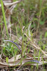 Dactylorhiza maculata