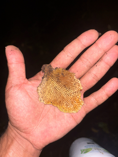 Trametes flavida