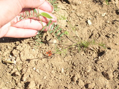 Vicia peregrina