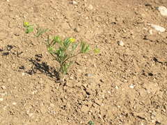 Ranunculus arvensis