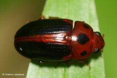 Amblyopus cinctipennis