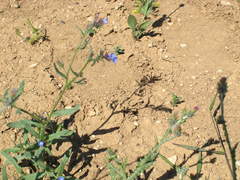 Anchusa thessala