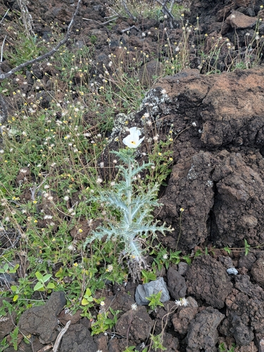 Argemone, 2026-09-26