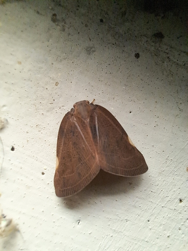 Brown Winged Plant Hopper