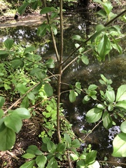Magnoliopsida