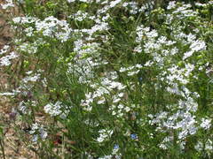 Bifora radians
