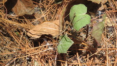 Pseudosermyle carinulata