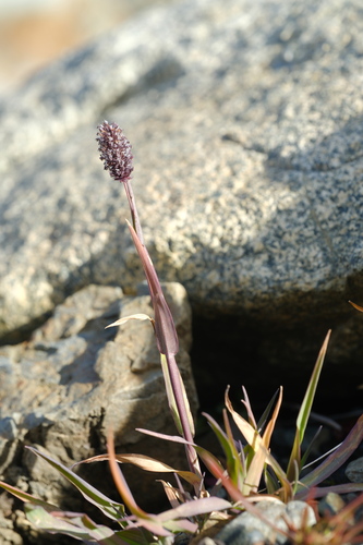 Phleum alpinum observed 2026-10-06