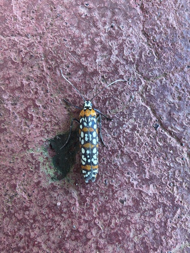 Little Cigarette Harlequin Moth