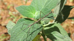 Pseudosermyle carinulata