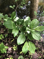 Magnoliopsida
