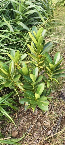 Calophyllum inophyllum observed 2026-10-09