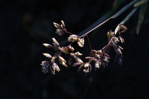 Poa alpina observed 2026-10-06