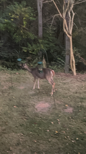 White-tailed Deer