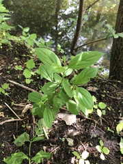 Magnoliopsida