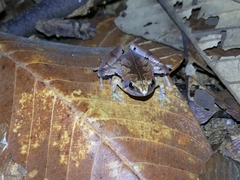 Microhyla achatina