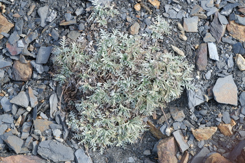 Phacelia sericea observed 2026-10-06