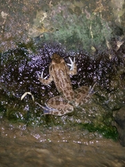 Fejervarya limnocharis