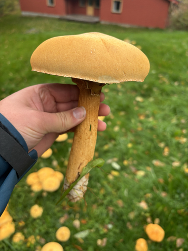 Golden Cap