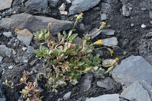 Senecio fremontii observed 2026-10-06