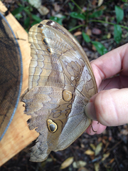 Eryphanis automedon