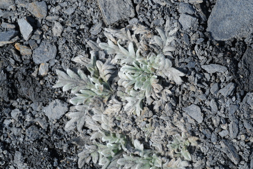 Phacelia sericea observed 2026-10-06
