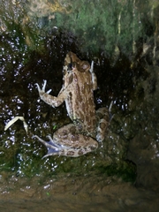 Fejervarya limnocharis