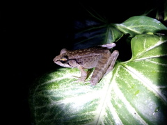 Wijayarana masonii