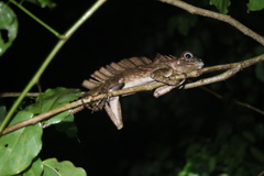Gonocephalus beyschlagi
