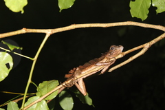 Gonocephalus beyschlagi