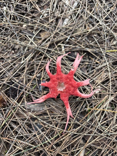 Aseroe rubra observed 2026-10-08