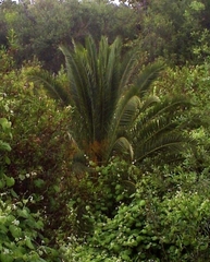 Phoenix canariensis