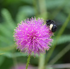Mimosa hystricina