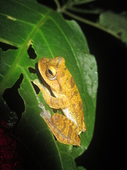 Rhacophorus margaritifer