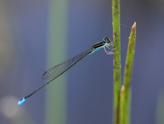 Aciagrion borneense