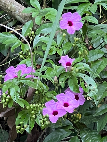 Ipomoea mauritiana observed 2026-09-27