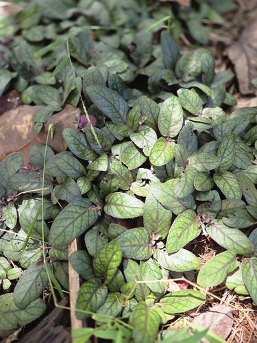 Strobilanthes reptans observed 2026-10-06