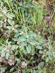 Eriogonum latifolium