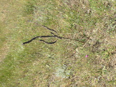 Verbascum ovalifolium