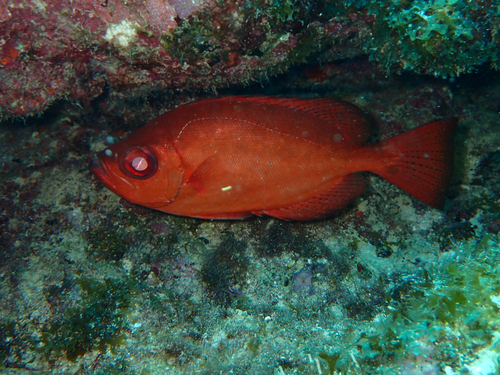 Heteropriacanthus cruentatus observed 2026-10-08