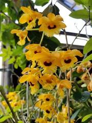 Dendrobium fimbriatum