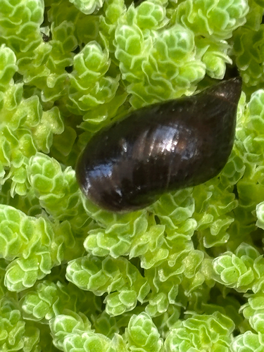 Limnea observed 2026-10-06